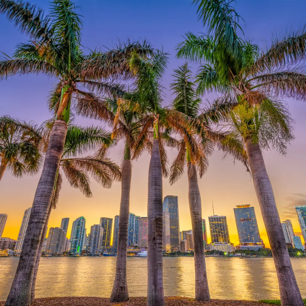 A stunning view of the Florida skyline framed by tall palm trees at sunset, with the city lights reflecting on the water. Transportvibe