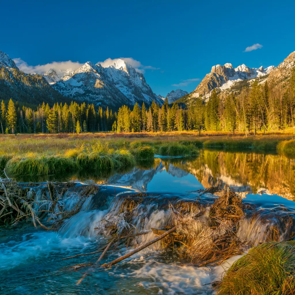 A captivating view of Idaho’s natural beauty, featuring lush pine forests, rolling hills, and a clear, expansive sky that highlights the rugged charm of the state. Transportvibe