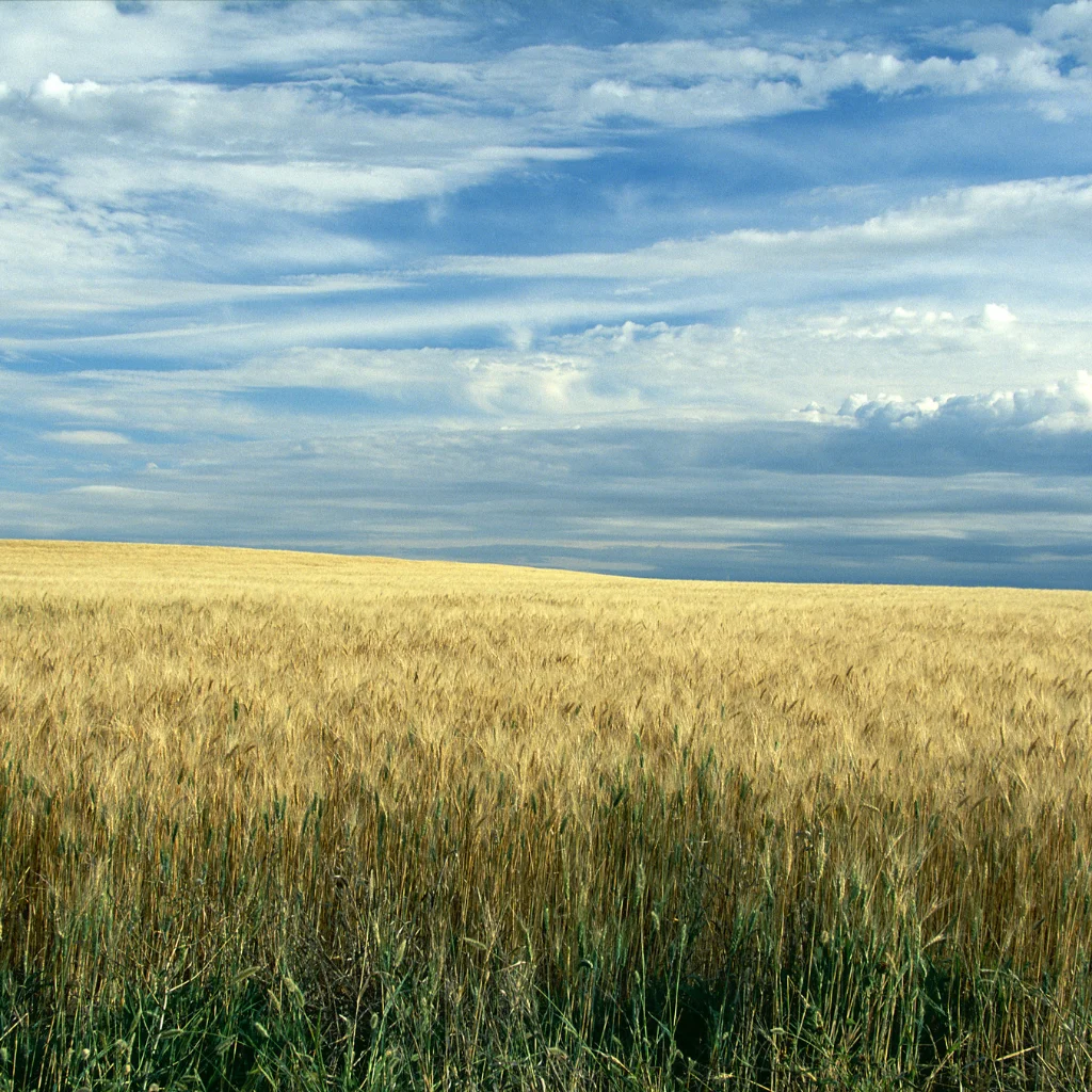 A vast wheat field in North Dakota under a blue sky with scattered clouds. Transportvibe